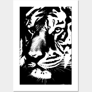 Tiger, fierceness, majesty, leadership, elegance. Posters and Art